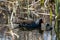 Young moorhen duckling being fed water grass by adult