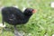 Young Moorhen (Gallinula chloropus)