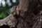 Young Moorish Gecko hiding between tree bark and tree trunk, Maltese Islands, Malta