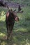 Young Moose Buck With a Small Rack of Antlers