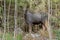 Young moose calf standing in a scrubby forest looking curiously at the photographer