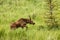 Young moose in Colorado