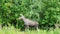 Young Moose cow grazing young tree leaves at the forest edge, close up video. Sweden, Umea