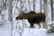 Young Moose feeding twigs in deep snow