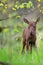 Young moose in the forest