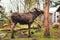 Young moose in nature park.