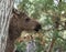 Young moose in norway