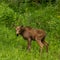 Young Moose Pauses in Thick Grassy Field
