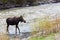 Young Moose in River Outside East Gate of Yellowstone