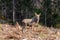 Young moose standing in a forest in Sweden