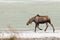 Young moose wading in shallow water of frozen lake