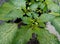 Young Morel berry tree Physalis with fresh green leaves