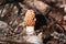 Young morel mushroom in the forest.