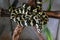 Young morelia spilota python resting after a meal. Snake basking in the sun curled in a ball on a brown branch. Close-up.