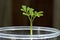 Young moringa plant sapling up close in container