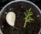 Young moringa seedling growing in cup