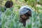 Young moroccan female farmer picking broad beans from plant at urban garden.