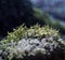 Young moss with bolls under raindrops, microplants closeup, natural concept