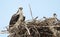 Young Mother Osprey and It`s Sole Chick on the Nest