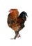 Young motley rooster isolated
