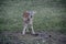 Young mouflon on grass in park.