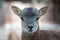 Young mouflon, ovis aries baby portrait.