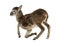 Young mouflon - Ovis orientalis orientalis