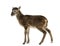 Young mouflon - Ovis orientalis orientalis