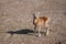 Young mouflon standing on the ground