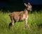 Young mouflons in nature park