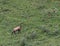 Young mountain CHAMOIS while grazing the meadow grass