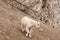 Young mountain goat