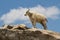 A young Mountain Goat Oreamnos americanus on a granite craig