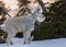 Young Mountain Goat Stands in Snow