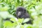 Young mountain gorilla