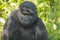 Young Mountain Gorilla in the Forest