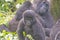 Young Mountain Gorilla in its Family Group in the Cloud Forest