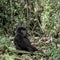 Young mountain gorilla in the Virunga National Park, Africa
