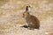 Young Mountain Hare Lepus Timidus Basking In The Rays Of The Autumn Sun. Tundra Hare Or White Hare In Summer Pelage In The Nat