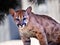 Young Mountain Lion Cougar Kitten Puma Concolor