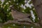 Young Mourning Dove in Summer