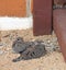 Young mourning doves