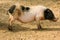 Young muddy piglet sleep standing on farm