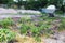 Young mulched tomatoes on the garden in sandy soil