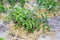 Young mulched tomatoes on the garden in sandy soil