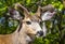 A Young Mule Buck Deer Growing in his Antlers
