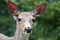 Young Mule Deer