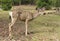 Young Mule Deer Buck