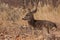 Young Mule Deer Buck Bedded