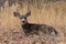 Young Mule Deer Buck Bedded